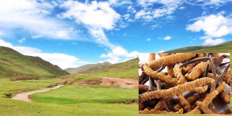 product-1-1 Cordyceps Extract Powder Chemical composition