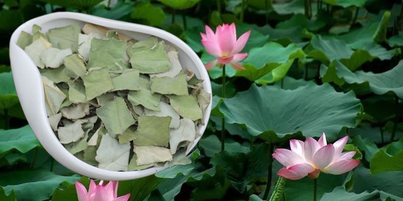 Display of lotus leaf extract powder