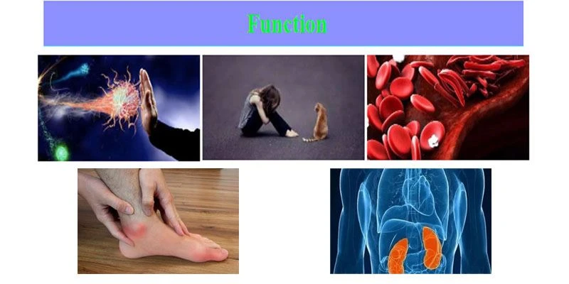Tongkat Ali Root Extract3