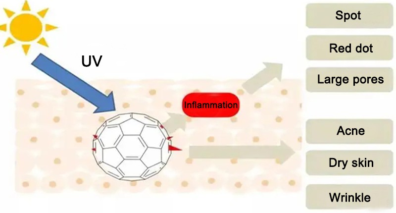 Alpha Arbutin Anti-Inflammatory